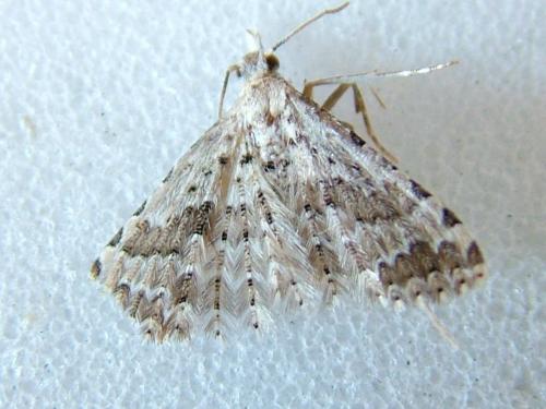 Alucita sp.